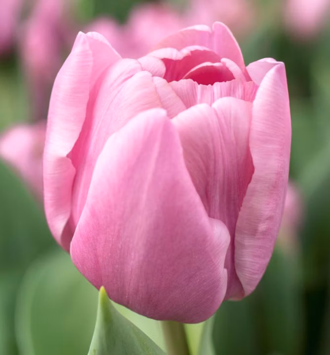 a3a3c4cc62107c6fc4ddb7c46339e859