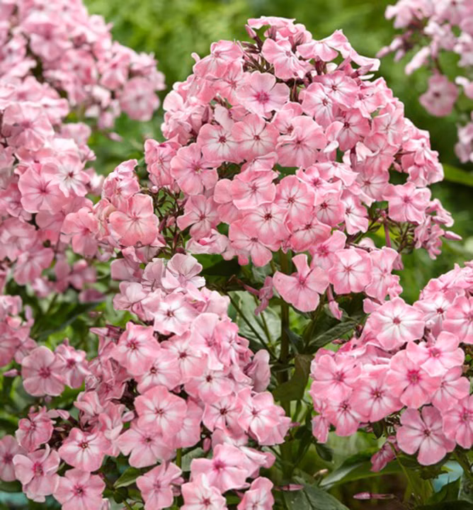 a40467be15bc6086615a9610b21c8826