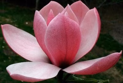 a41e40f5c5cdebce0ecf5856cef64f59