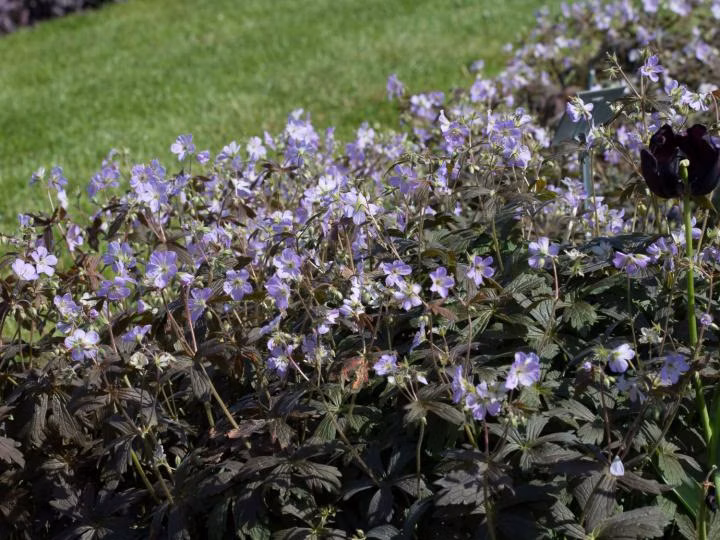 a42d4cb58a3d9308a5a85877fe415350