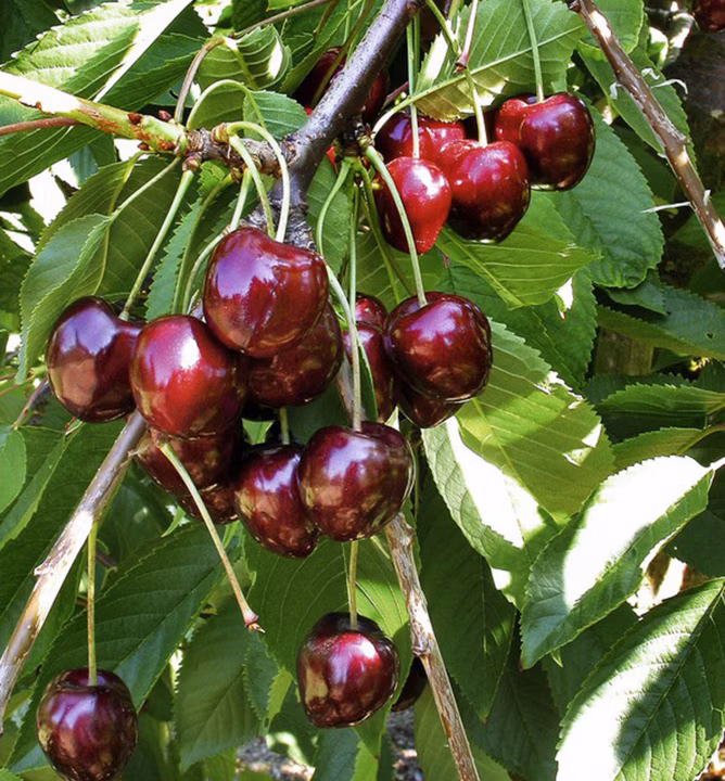 a45048d114458ba29cca74d9f6d4a743