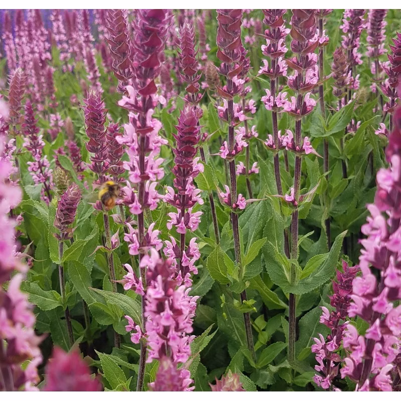 a4874a42a38dbf9422e555e06df556fd