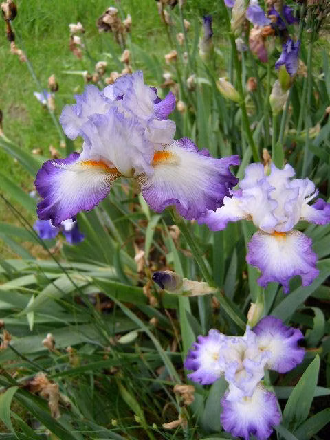 a48dc09c89108652639025aac6ca85b3