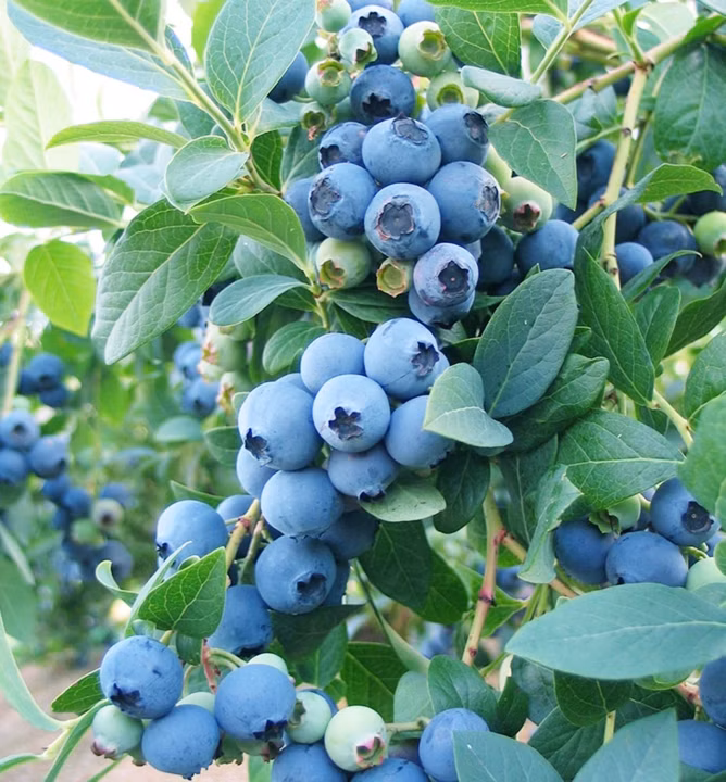 a4a0218ffc49c40ef8339c31c97a0add