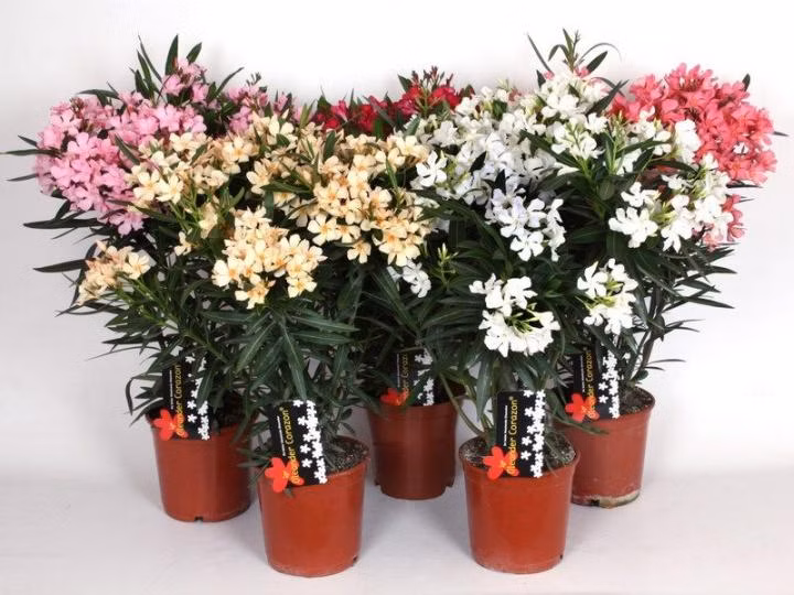 a4ce01d15352d5f4e8236a018d67bb15