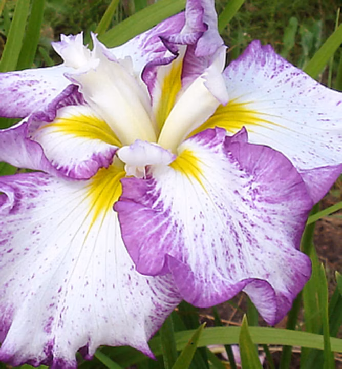 a506302578ab2b764ff3454eb27d8b40