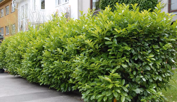 a509109d3f75554b3b347a2cac55b521