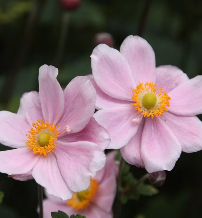 a535e0ffabc809e9901fd80b20aac186