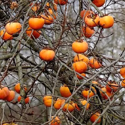 a55ede4b18d4c2863e9e7333151fafd8