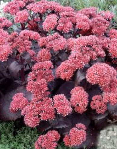 a581c0bf4baaf12c6247d8bff563f224