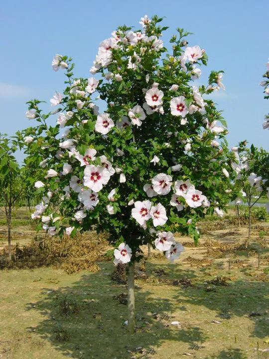 a5a87e3f647a0b501ff6a8744fa7a62b