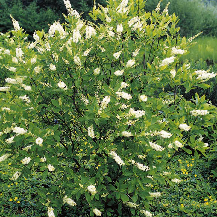 a5cc0b172eecc82de60278b1b44ca64e