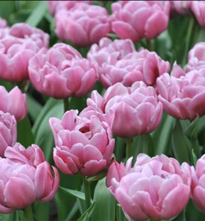 a5fe8692c89fdd28c338d87d2369986c