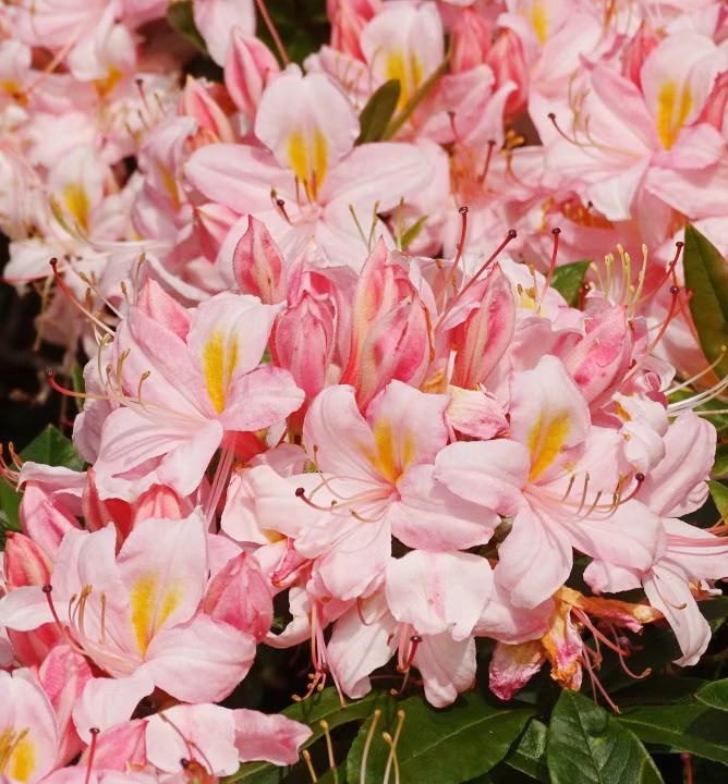 a619c1fdd9784e749f5c97863248a96a