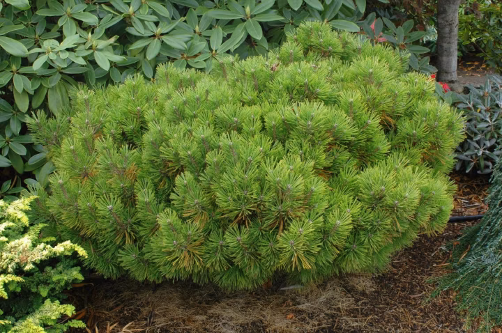 a620a4ef5f7dd7c2b77cc61bd3bbbd91