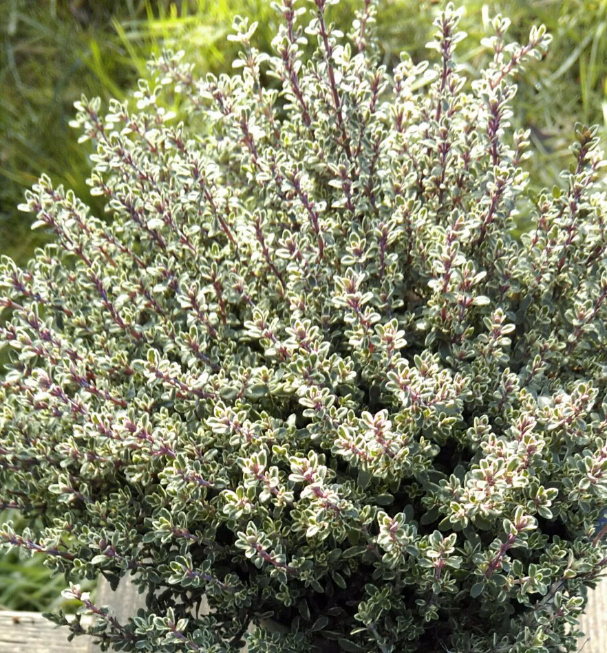 a62de773764fe39240bc17f5f5330a1e