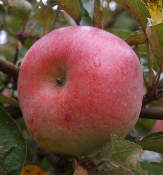 a638195937191e9d6d2859216bbd8286