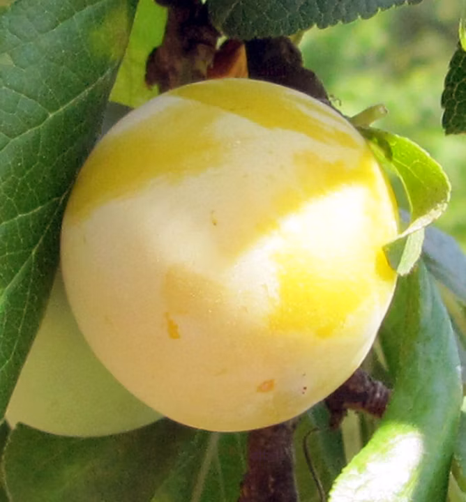 a63a65ff14f04dd61725eac4e202ab7d