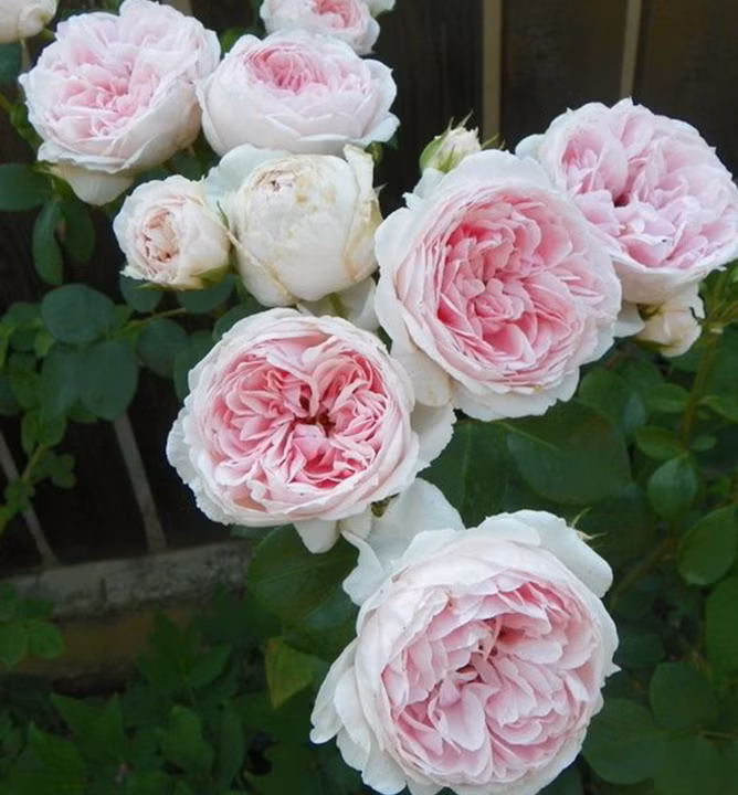 a663fa69befaf5bc8a5b27c03947c3a2