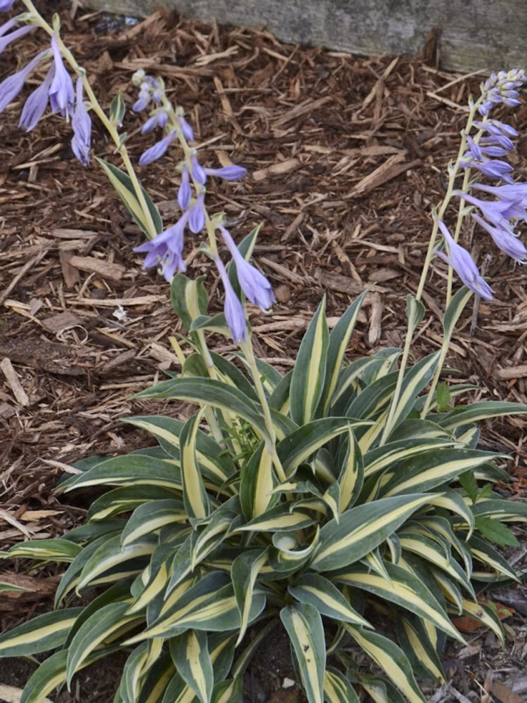 a6a96209e47098477fc4e2ca932e76c1