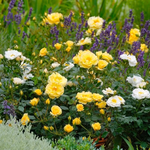 a6dcbd702c386a716a4b6660ba07ec36