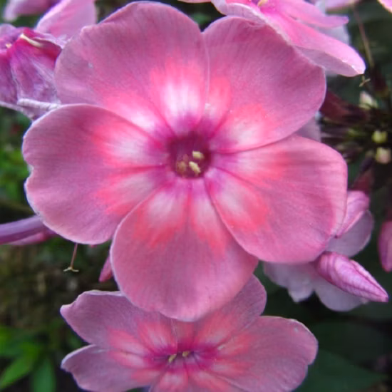 a6f7e3617386dedf78f40c74643318c4