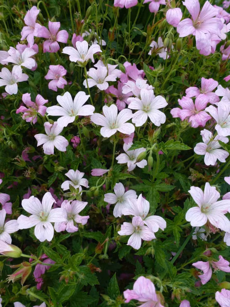 a73c8a57e5d8c597da498b4085c94b3b