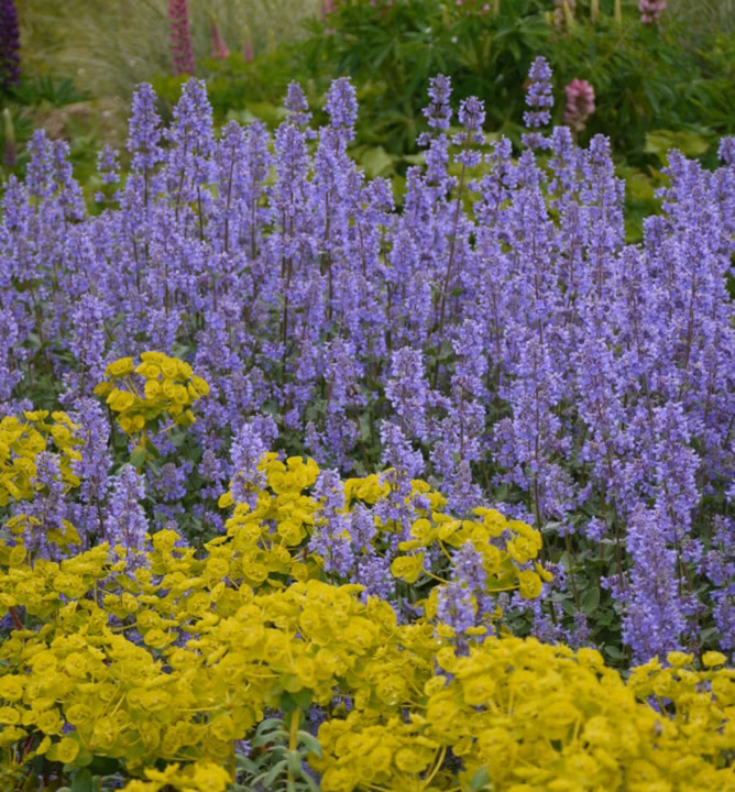 a762dfbd9a3703e68ff80a42ee0f118a