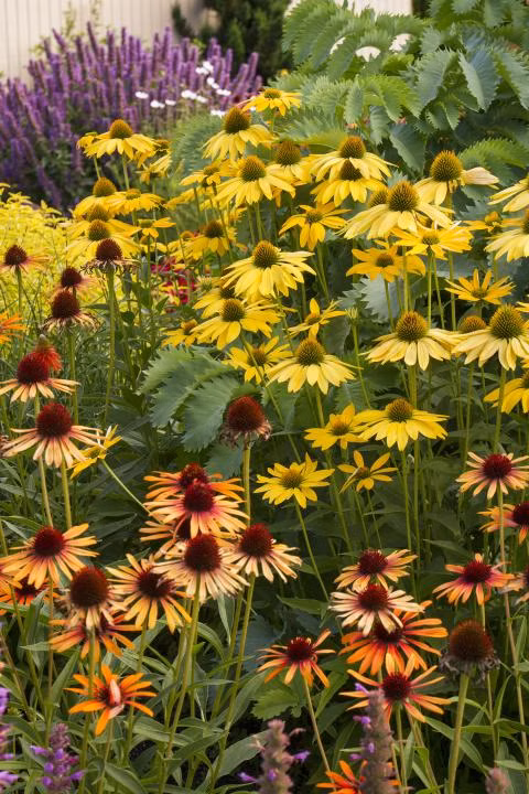 a7a72f9790c99b9a2e7214a1a4fc586a