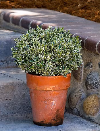 a7a8bf925f7268a4bf7c936a52443c3a