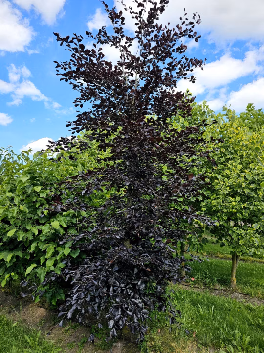 a7d8f6113eaa34a93ef146f339471051