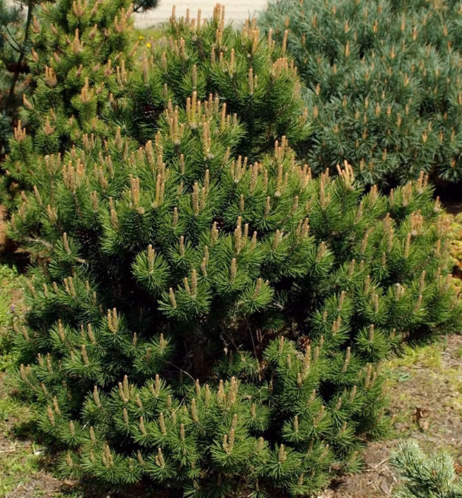 a7f1c03143946979b835056cc26214c1