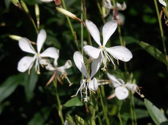 a81b4106954a4fde7c00368679e4833d