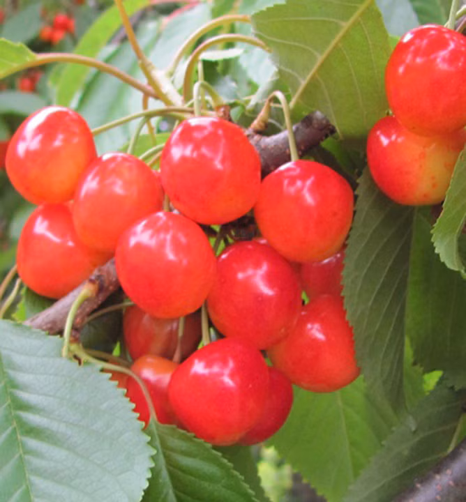 a82cbc0f339ecd5b843abf270fac6a90