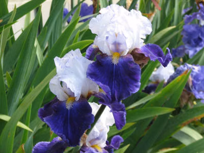 a84013c6cac82a0dc59330c066e55e59