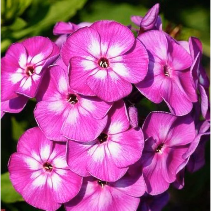 a87267fe4a1461ac1e5f7b2e68a8ffd3