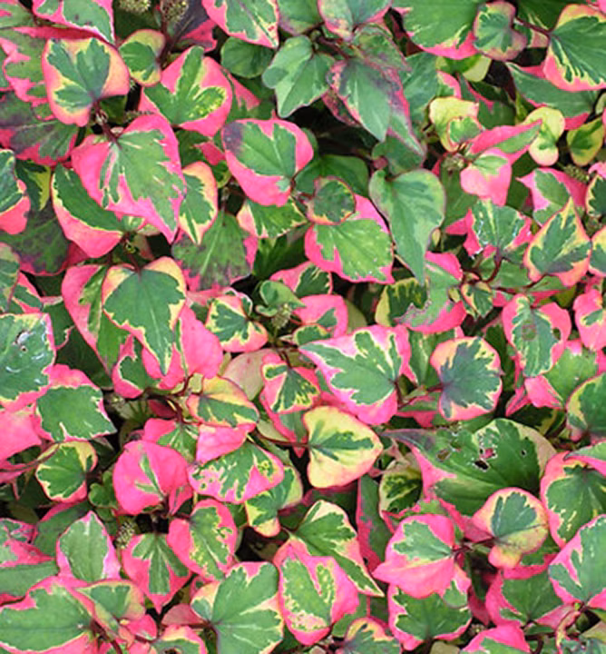 a887aaf4f675dba2e8c1366f693570a5