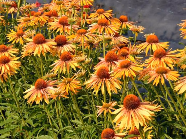 a8bf9d095f578c643fd5564a726e78ed