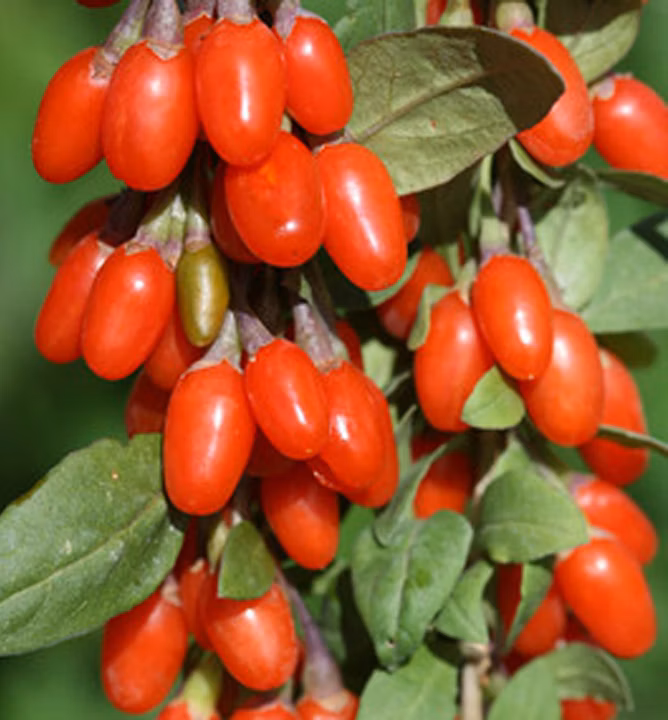 a92e2e0bdfadc7ea99dd21df0b9c962f