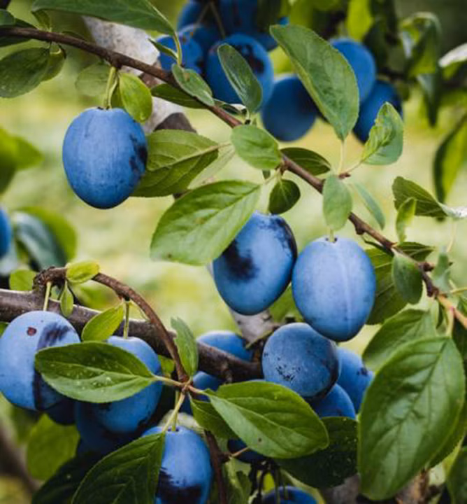 a9708dde318447c8336ee802f4c66087