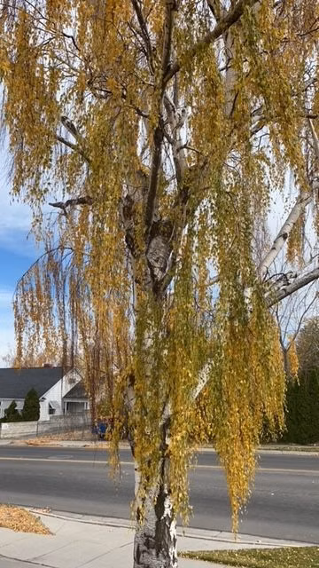 a9e38ac03e210af85328b0818b6d9b84