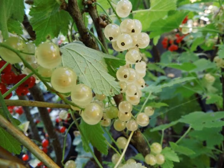 a9eac3aab042959a8d339ccedc6a777f