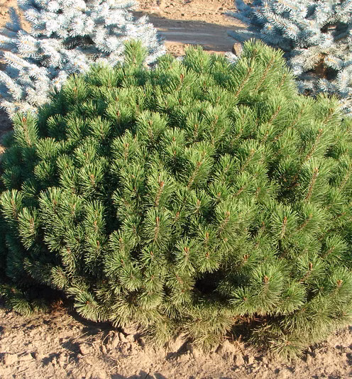 a9f22b7b2d1ee21ea8f02fb21e7ad059