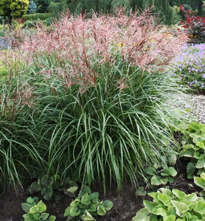 aa1df9fd70efed21c33f4d7a5301b357