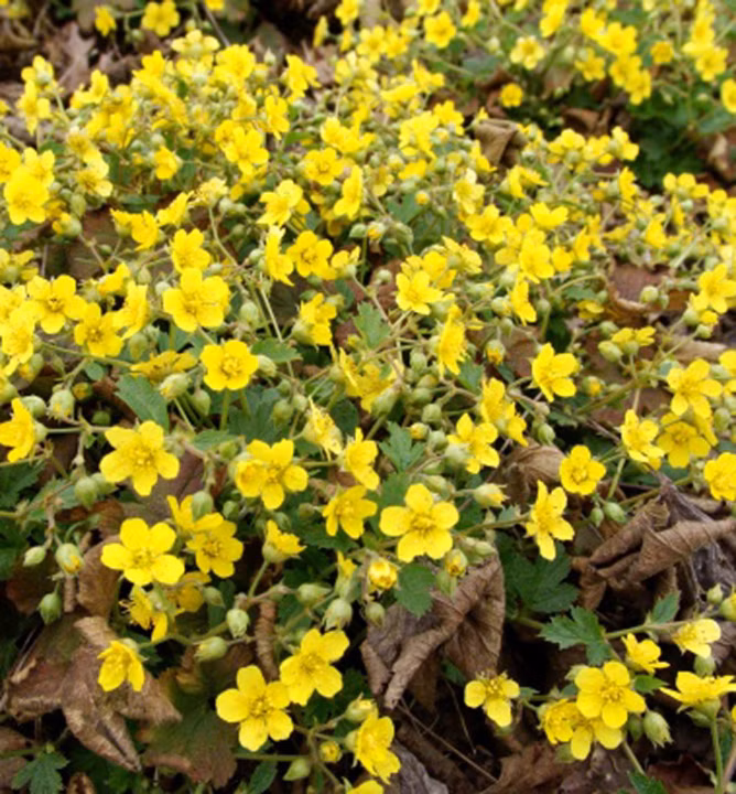 aa5dbda011d62aa1db3de33b79dd3644