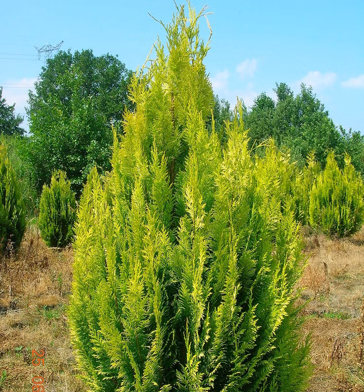 aa689a7b260ddea7a2da9e5080ebdf87