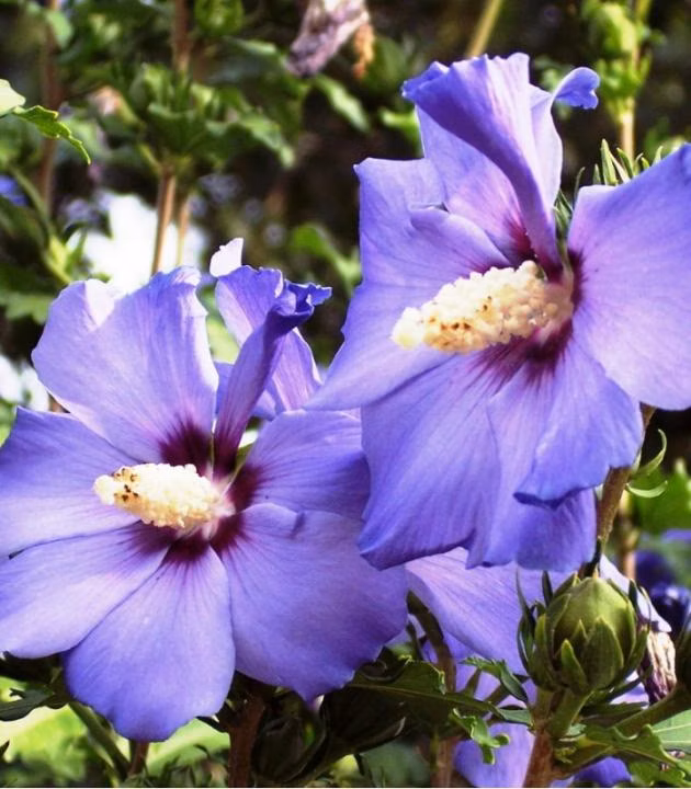 aa6c9bda0e9ed5d23e09f6ebbd3f23b1