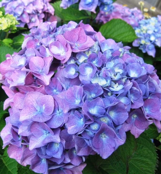 aa79f293a0070708632b366f7f445334