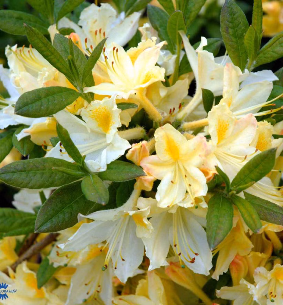 aac170e8171e36cf52c6d47c2d3ae2ee