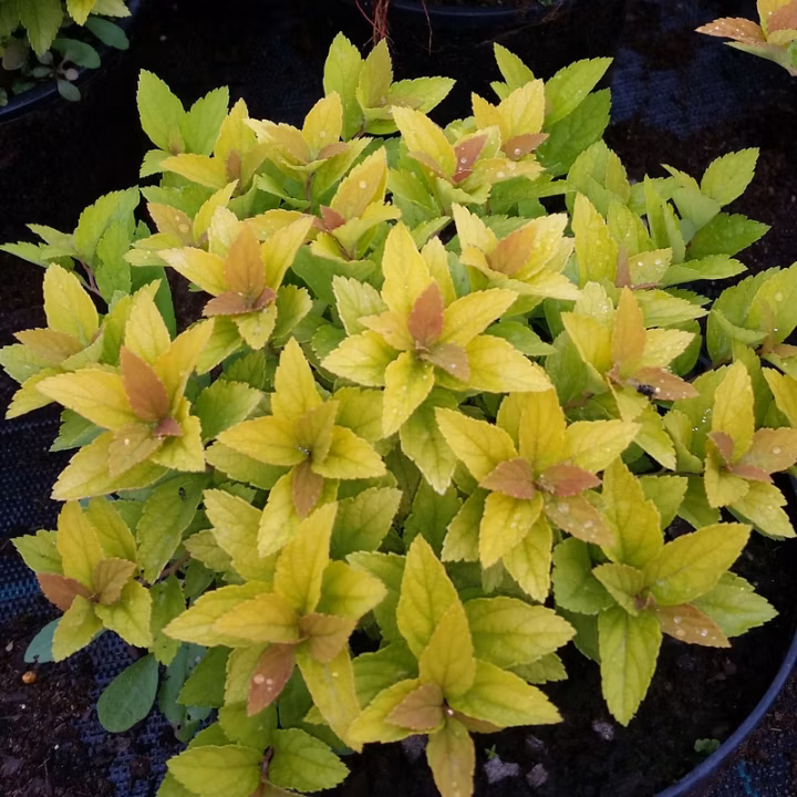 ab174e82b8bb3aac8197045926e44b3c